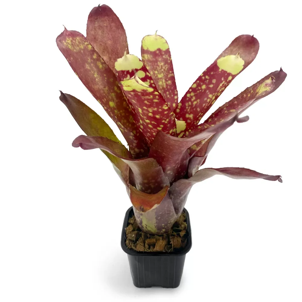 Neoregelia Yellow Nail - Image 2