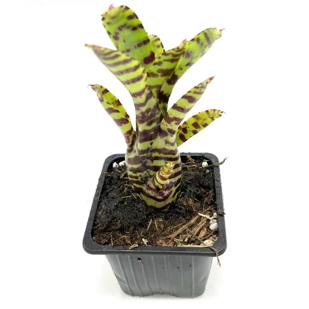 Neoregelia Zotica - Image 2