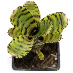 Neoregelia Zotica