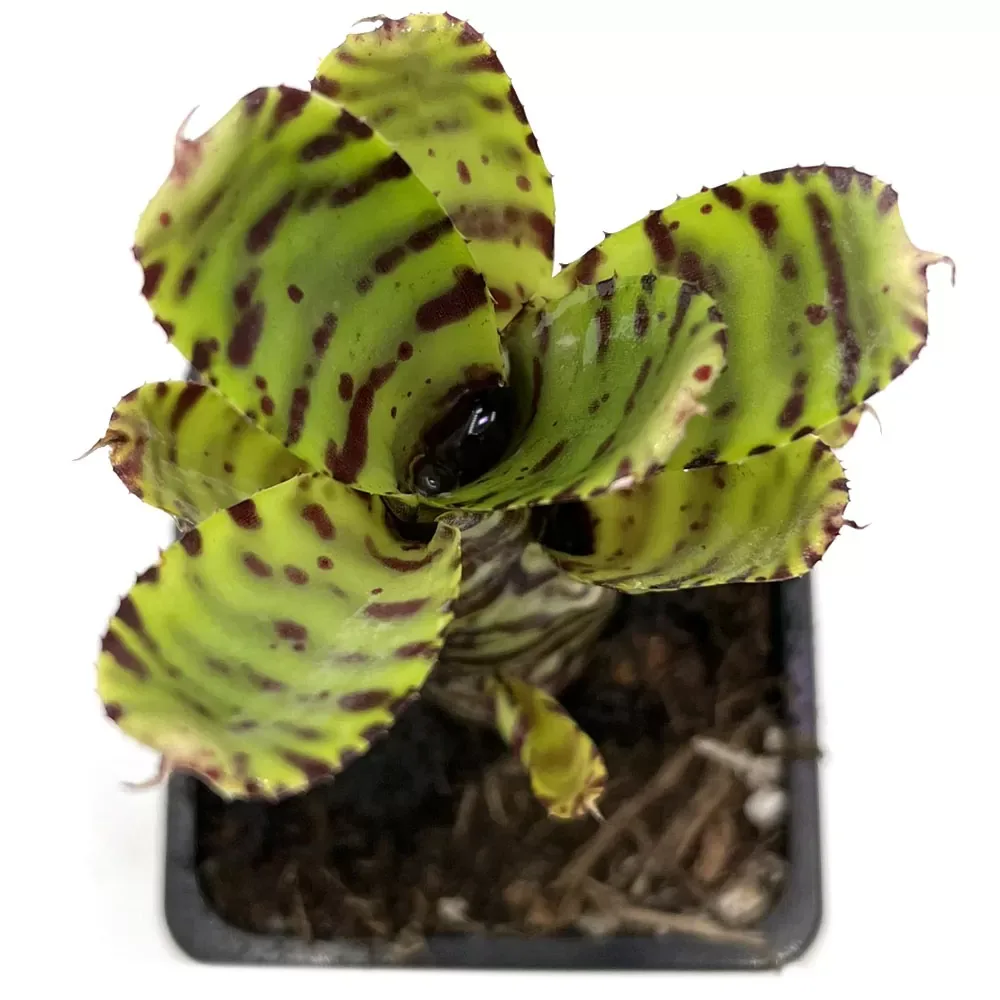 Neoregelia Zotica