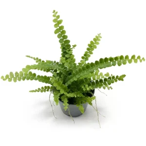 Nephrolepis cordifolia Duffy