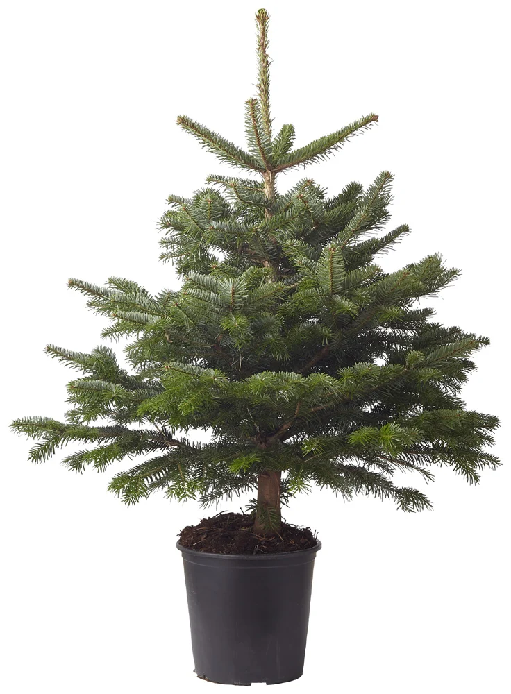 Nordmann in pot - Kerstboom - 100 cm