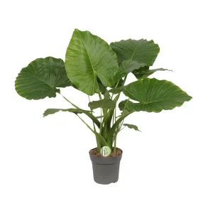 Olifantenoor