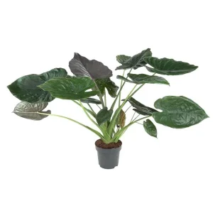 Olifantsoor binnen (Alocasia Wentii) - luchtzuiverend en tropische sfeer