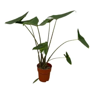 Olifantsoor Zebrina (Alocasia Zebrina) - adembenemende kamerplant