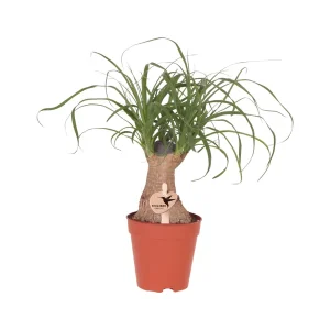 Olifantspoot
