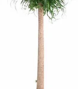 Olifantspoot XXL