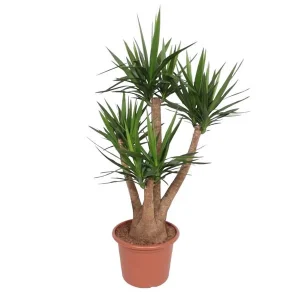 Olifantspoot Yucca / Palm