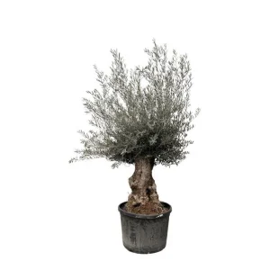 Olijfboom bonsai