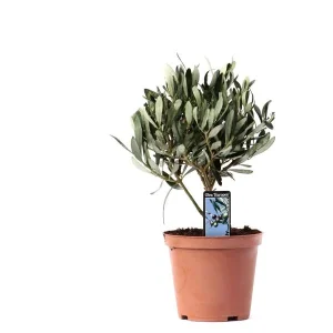 Olijfplant op Stam