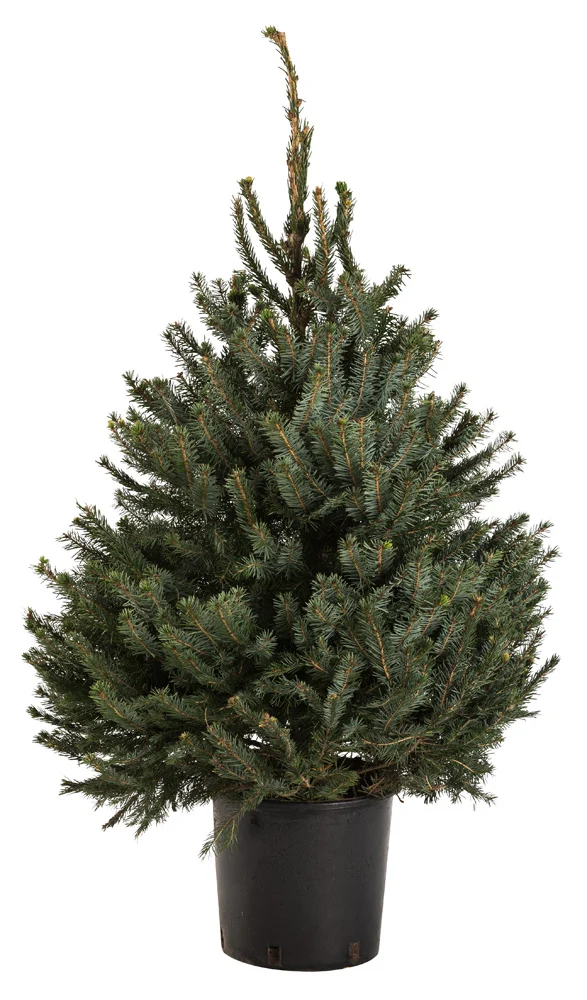 Omorika in pot - Kerstboom - 100 cm