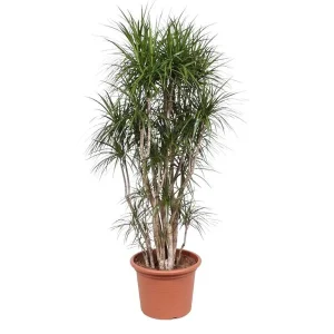 Onderhoudsvriendelijke Dracaena Marginata vertakt, vertakte kamerplant