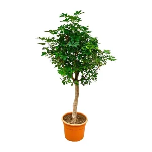 Onderhoudsvriendelijke kamerplant Schefflera op stam | Groene vingerboom binnen