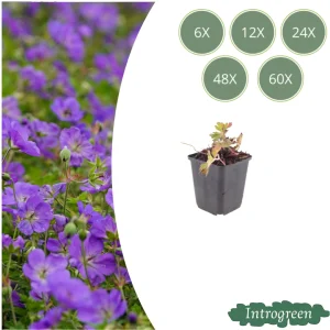 Ooievaarsbek ‘Azure Rush’