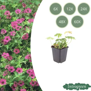 Ooievaarsbek Bevan’s Variety