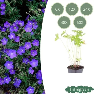 Ooievaarsbek Blauw