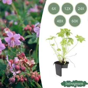 Ooievaarsbek Lila - Roze