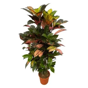 Opvallende Codiaeum (Croton) Iceton vertakt