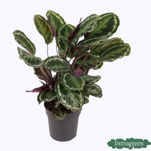 Opvallende kamerplant Calathea Medallion van