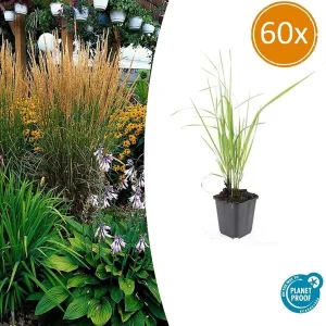 Opvallende Struisriet 60 stuks - Siergrassen buiten | Calamagrostis acut. Karl Foerster