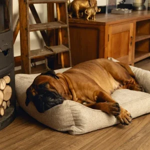 Orthopedische hondenmand Beeztees Memory Foam Zia Beige