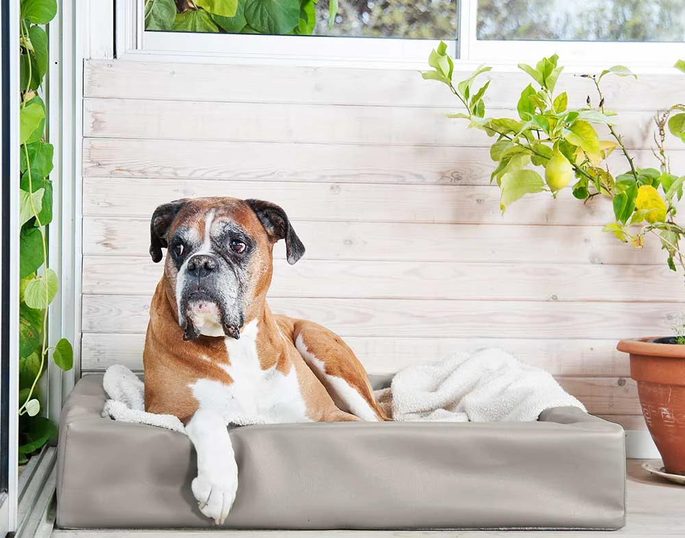 Orthopedische Hondenmand Bia Bed Taupe