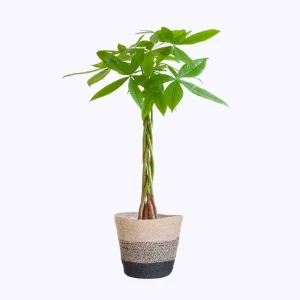 Pachira Aquatica – Geldboom 80cm – met keuze uit mand of pot