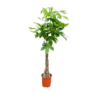 Pachira Aquatica – Geldboom – vanaf 100cm – met gevlochten stam – kies potkleur of zonder pot