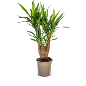 Palmlelie
