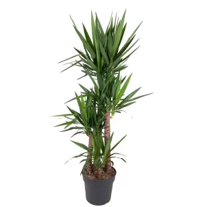 Palmlelie / Yucca Elephantipes, groenblijvende kamerplanten met dunne bladeren