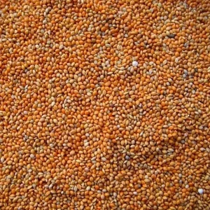 Panicum Rood