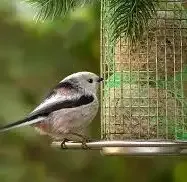 Vogelspeelgoed Tangle Medium