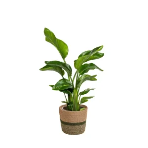 Paradijsvogelplant in mand
