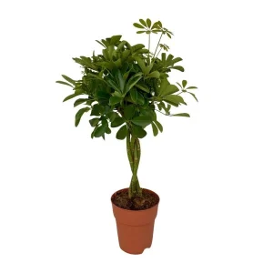 Parapluplant, Groene Plant, Schefflera Compacta
