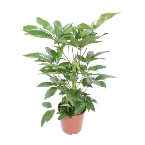 Parasolboom,Vingerboom, Elegante Plant, Groene kamerplant, Schefflera Actinophylla Amate