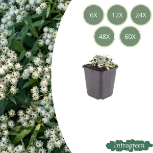 Parelmoerbloem