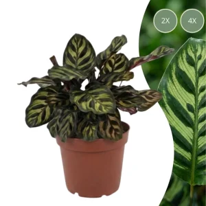 Pauwenplant
