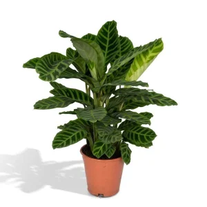 Pauwenplant