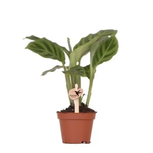 Pauwenplant