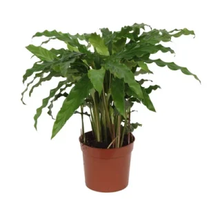 Pauwenplant Calathea Bluegrass voor in de woonkamer