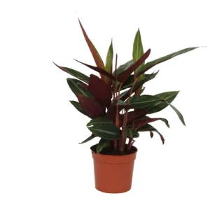 Pauwenplant, Calathea Stripestar voor binnen