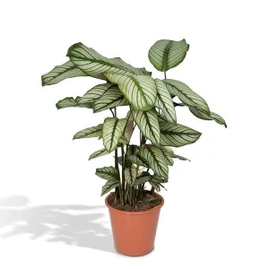 Pauwenplant