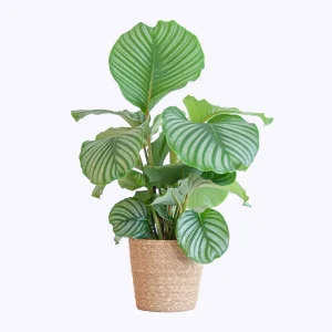 Pauwenplant in Zeegras Mand Naturel