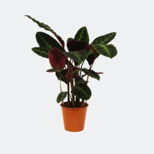 Pauwenplant/schaduwplant met paars groene bladeren, Calathea warscewiczii