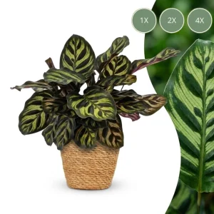 Pauwenplant + Zeegras Mand
