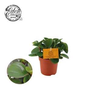 Peperomia Obtipan - Kamerplant - 10.5 cm