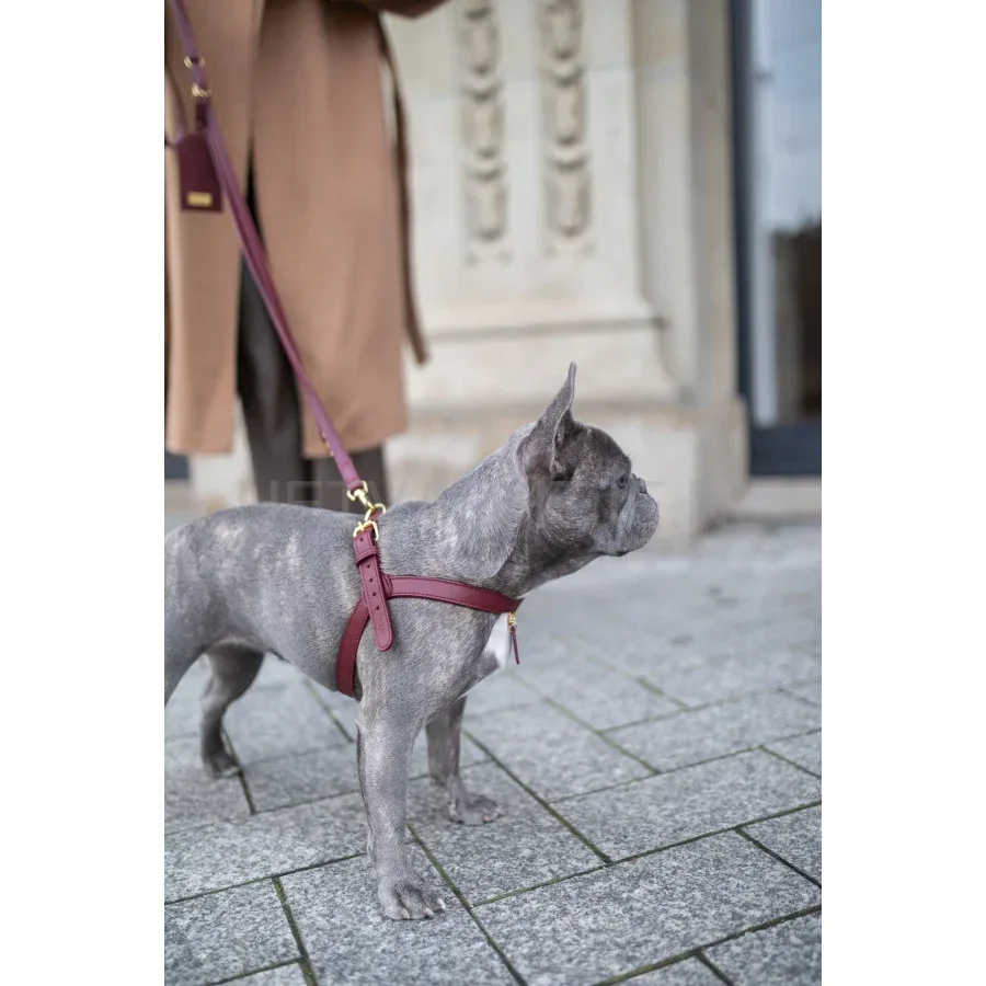 PERRO COLLECTION - Merlot Hondentuig - Image 2