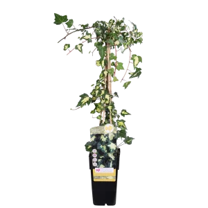 Perzische Klimop/Hedera, Bont