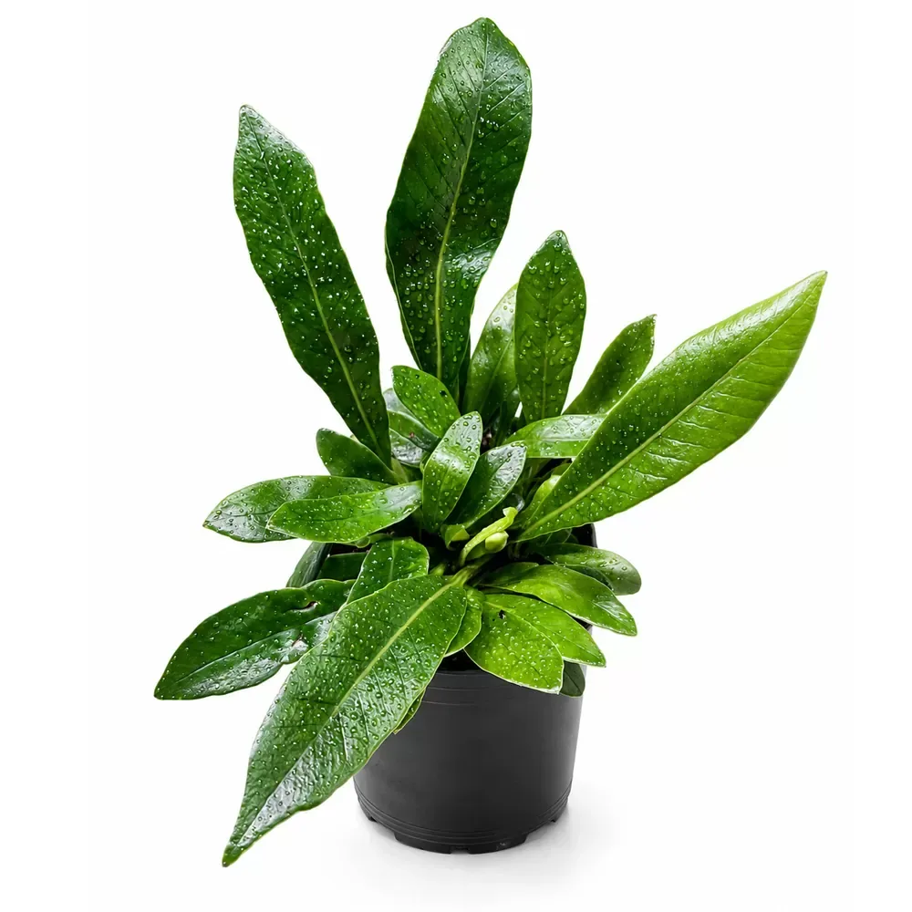 Pesopteris crassifolia - Image 2