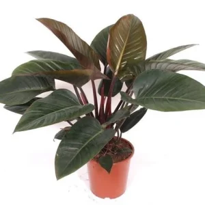 Philodendron
